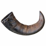 Bøffel-tyggehorn