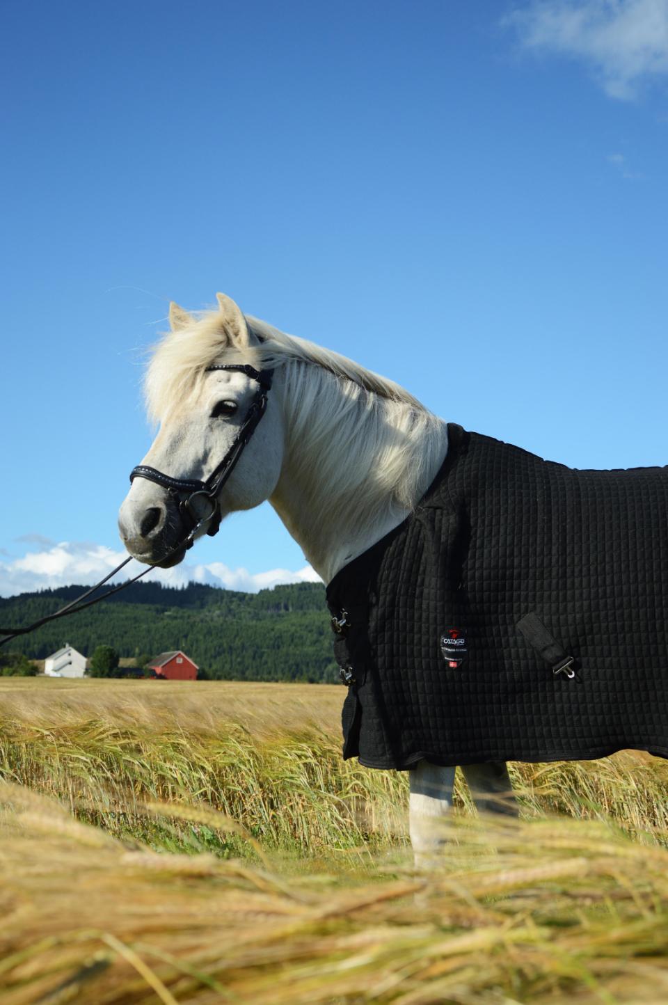 CATAGO Raja icelandic träns