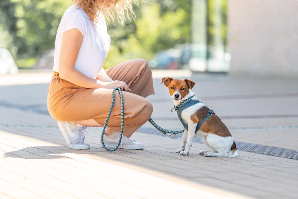 Trixie Premium Active hundesele