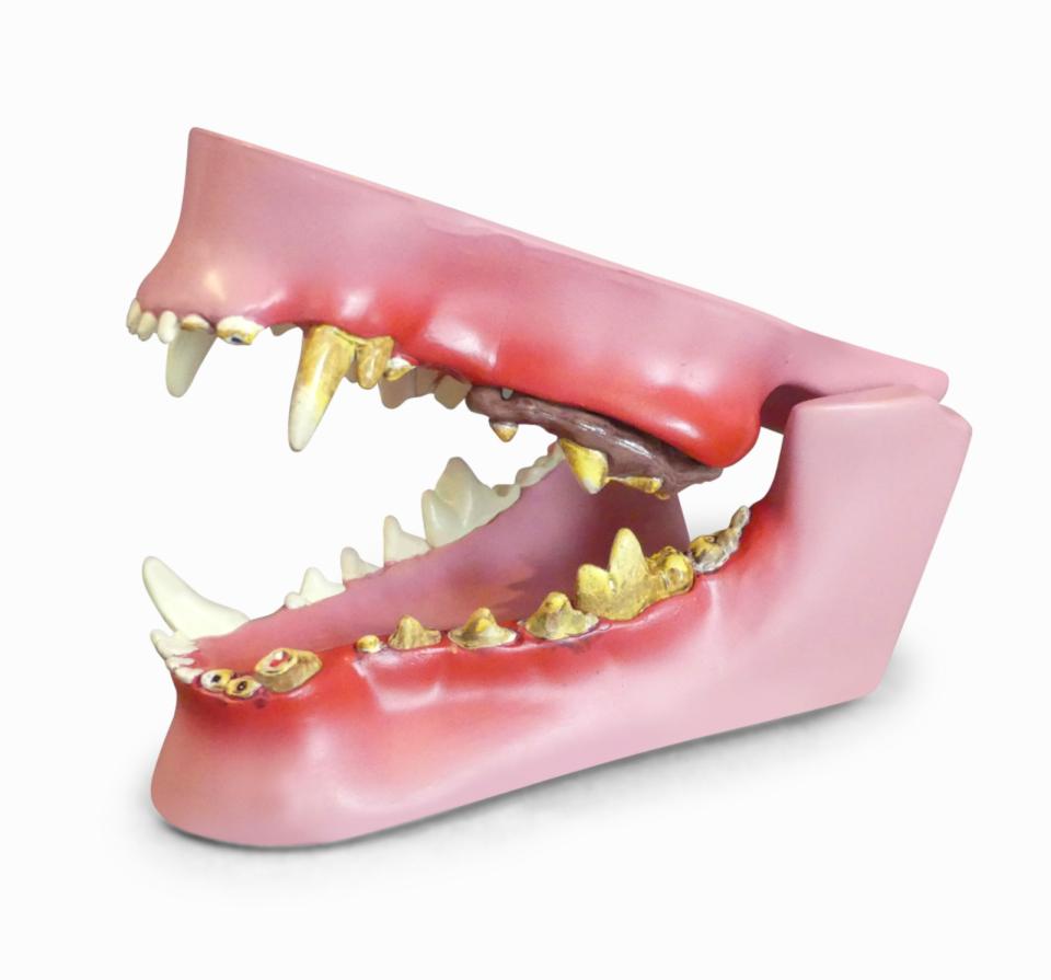 Petosan käke och tanduppsättning för hund