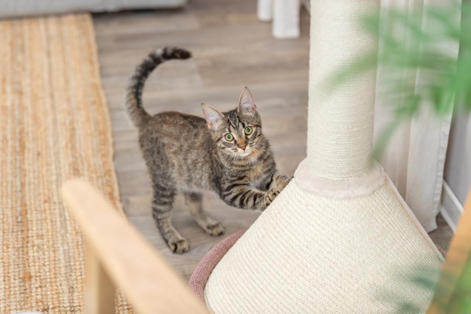 Trixie Viviana rundt kradsetræ