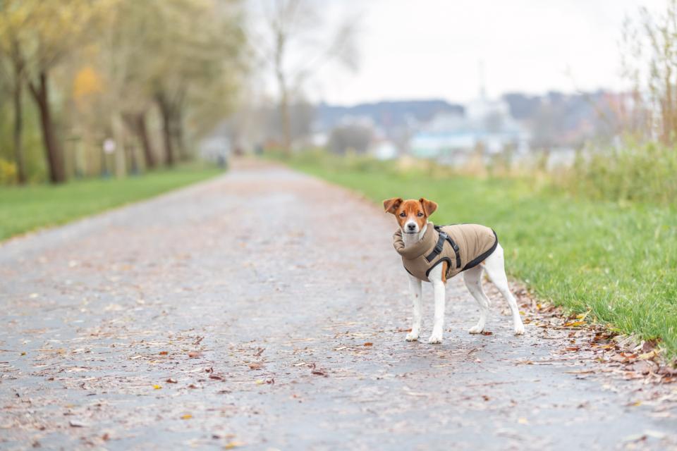 Trixie Pirou vinterjakke med hundesele