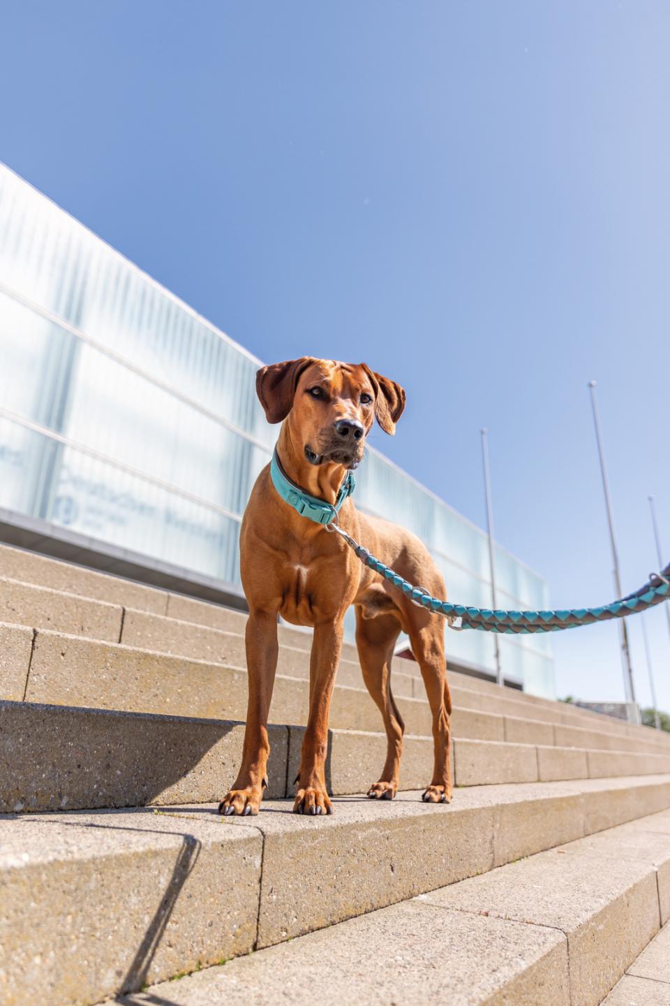 Premium halsbånd med neopren polstring, ekstra bred