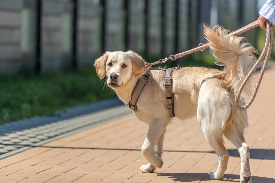 Trixie Premium trekking Sele