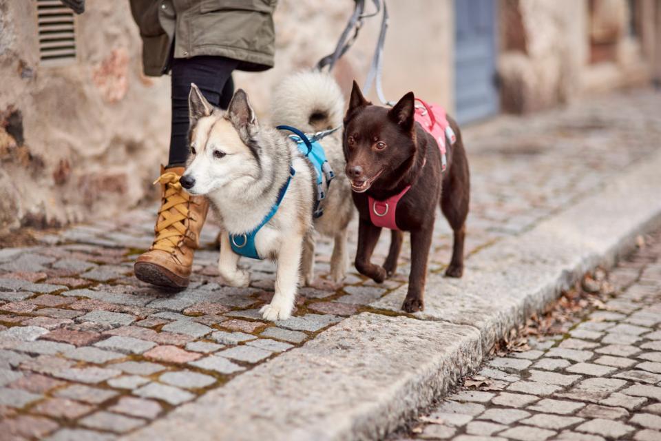 Hurtta Safeguard ECO harness