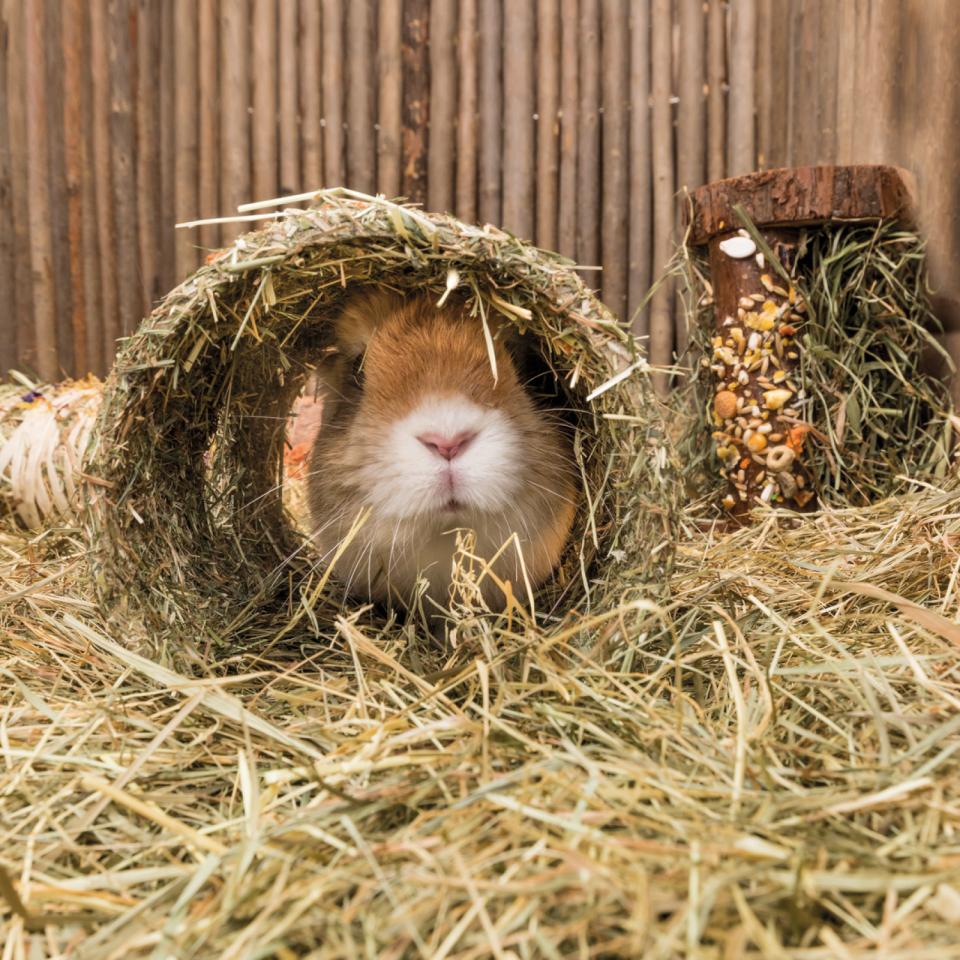 Cave made of cereals with carrot