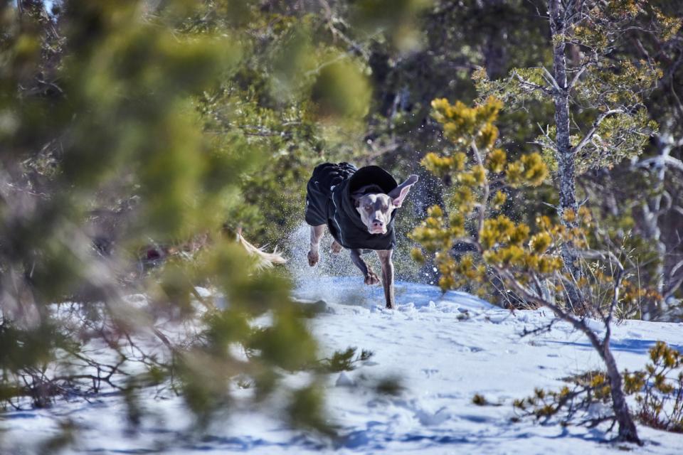 Hurtta Extreme Warmer III ECO hundefrakke