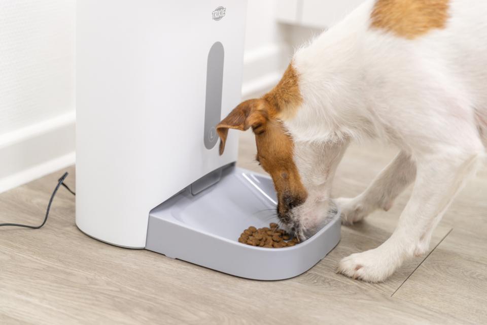 Automatic food dispenser