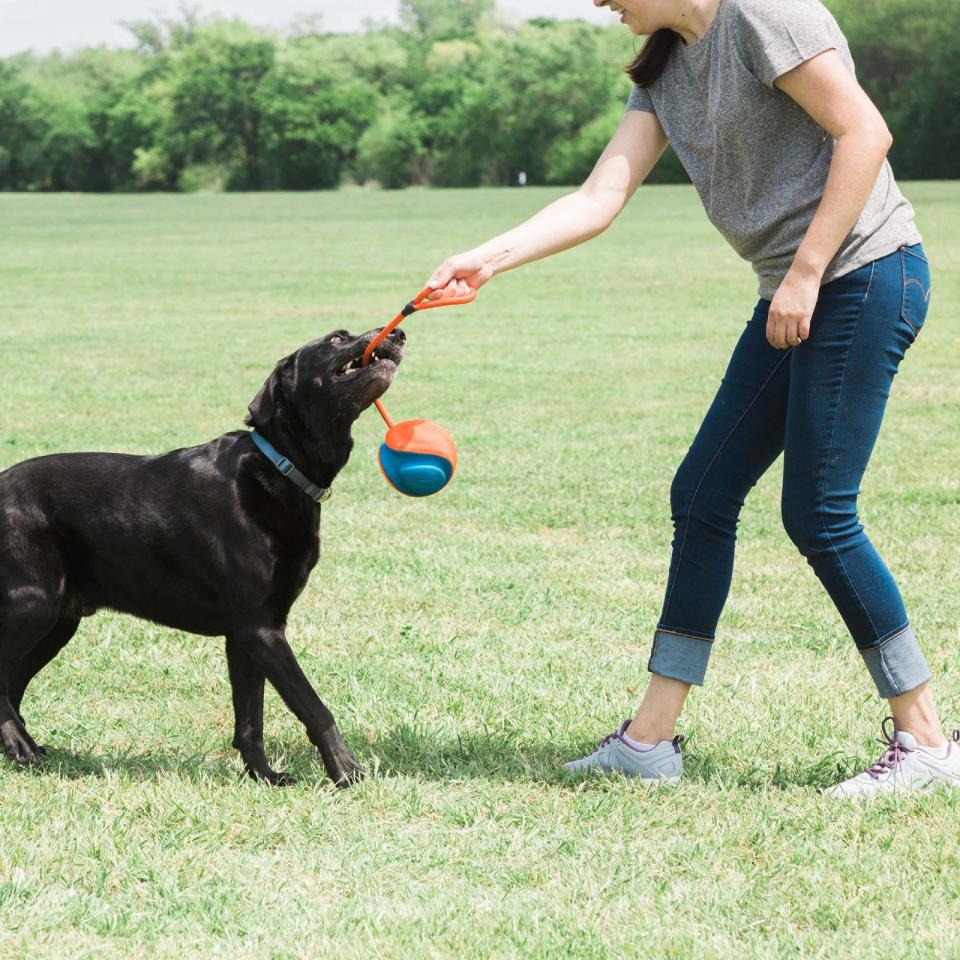 CHUCKIT Rope fetch - bold med reb