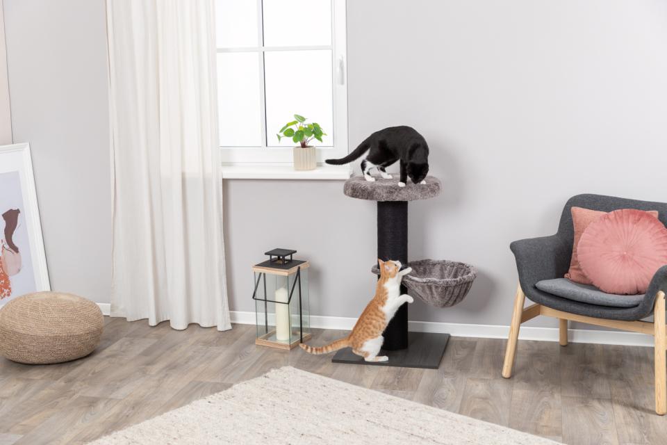 Mauricio scratching post