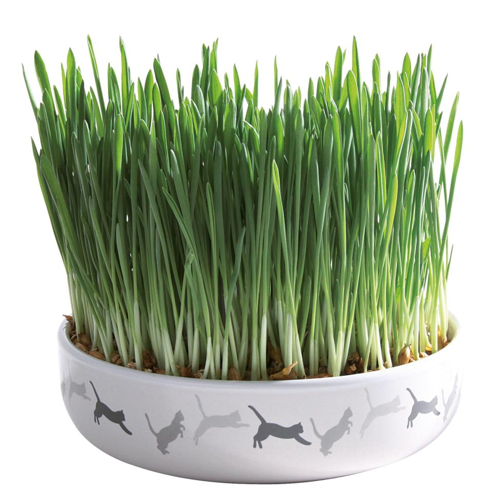 Ceramic bowl for cat grass, ø