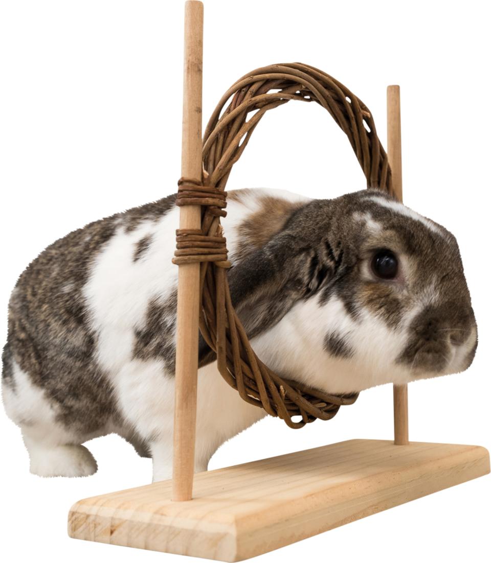 Trixie Aktivitetssett med hinder og ring