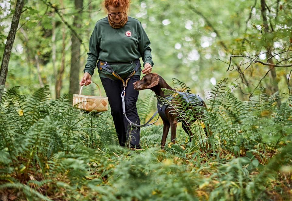 Hurtta Safeguard ECO harness