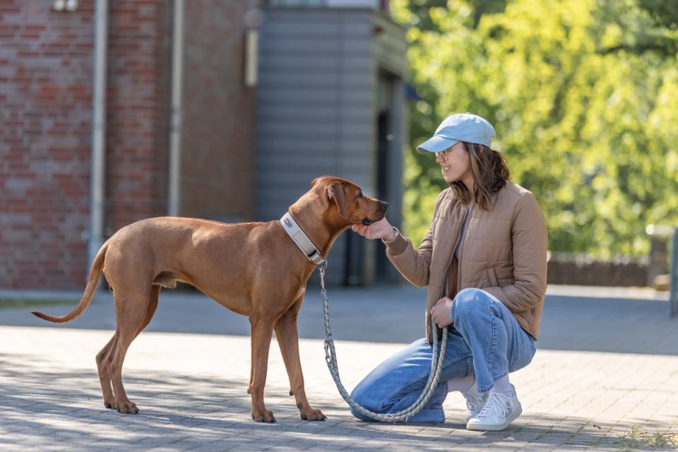 Premium halsbånd med neopren polstring, ekstra bred