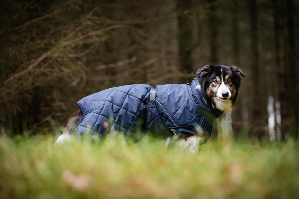 Fir-Tech Trainer dog Decke