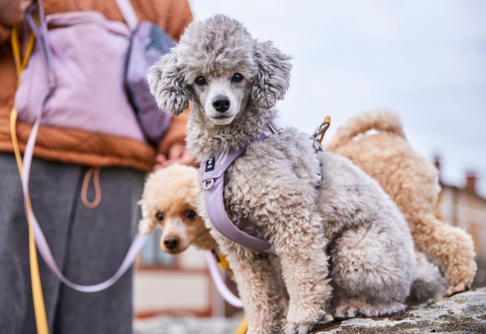 Hurtta Seeker hundesele