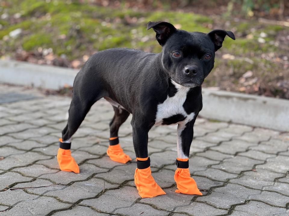 Companion dog socks