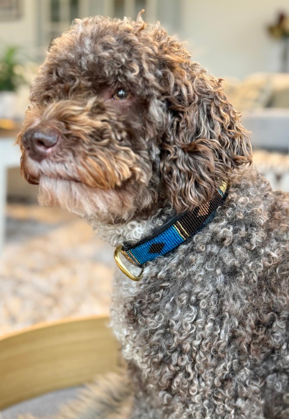 Kampuni håndlavet hundehalsbånd New Gold diamond