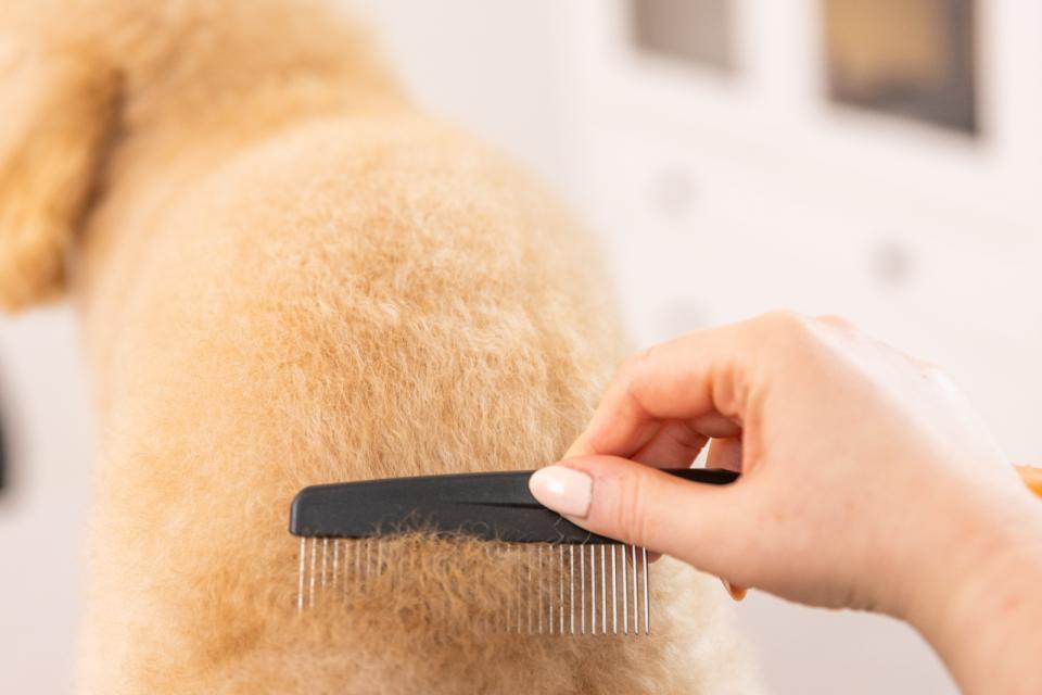 Wahl hårvårdskam
