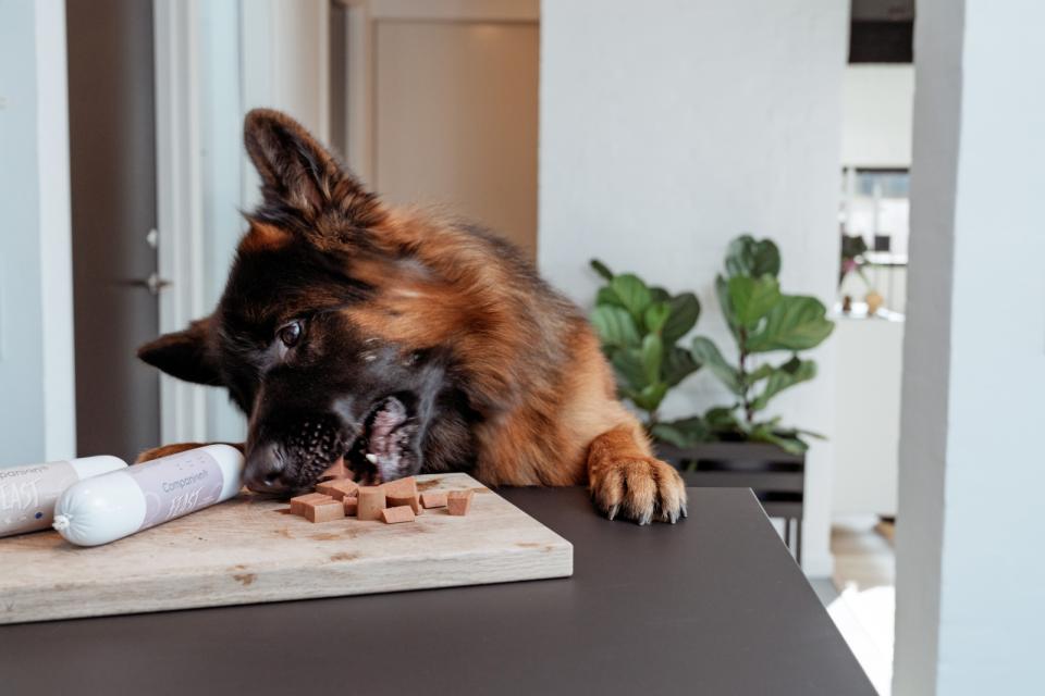 Companion+ FEAST hundfoder korv, Häst