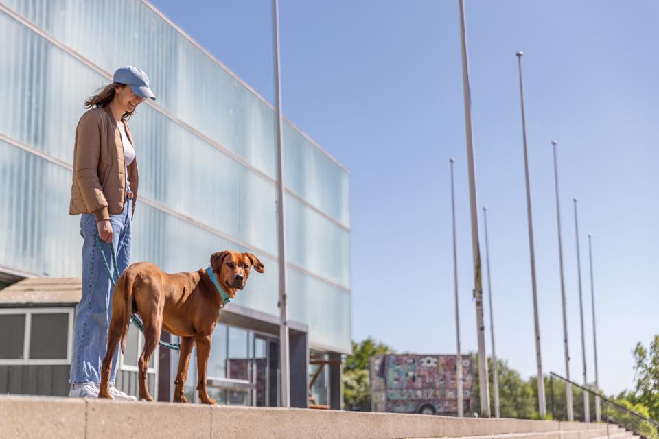 Premium halsbånd med neopren polstring, ekstra bred