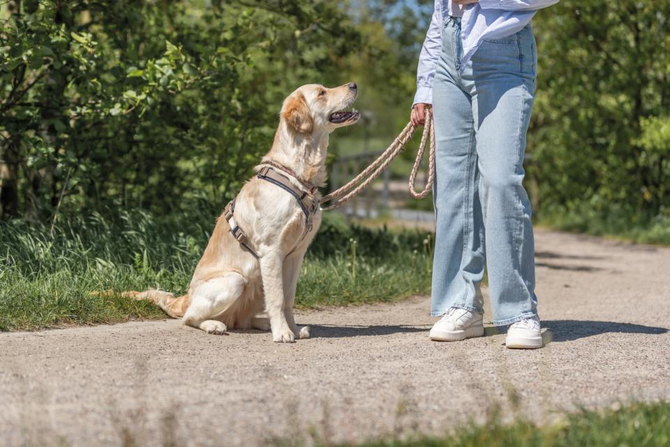 Trixie Premium trekking Sele