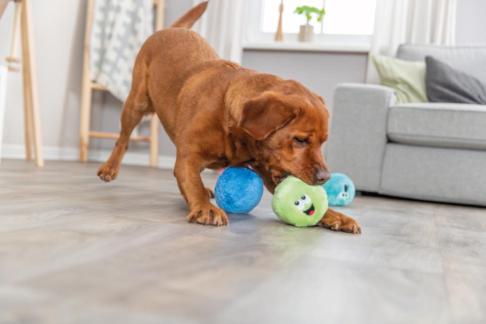 Trixie Be ECO bold i plys