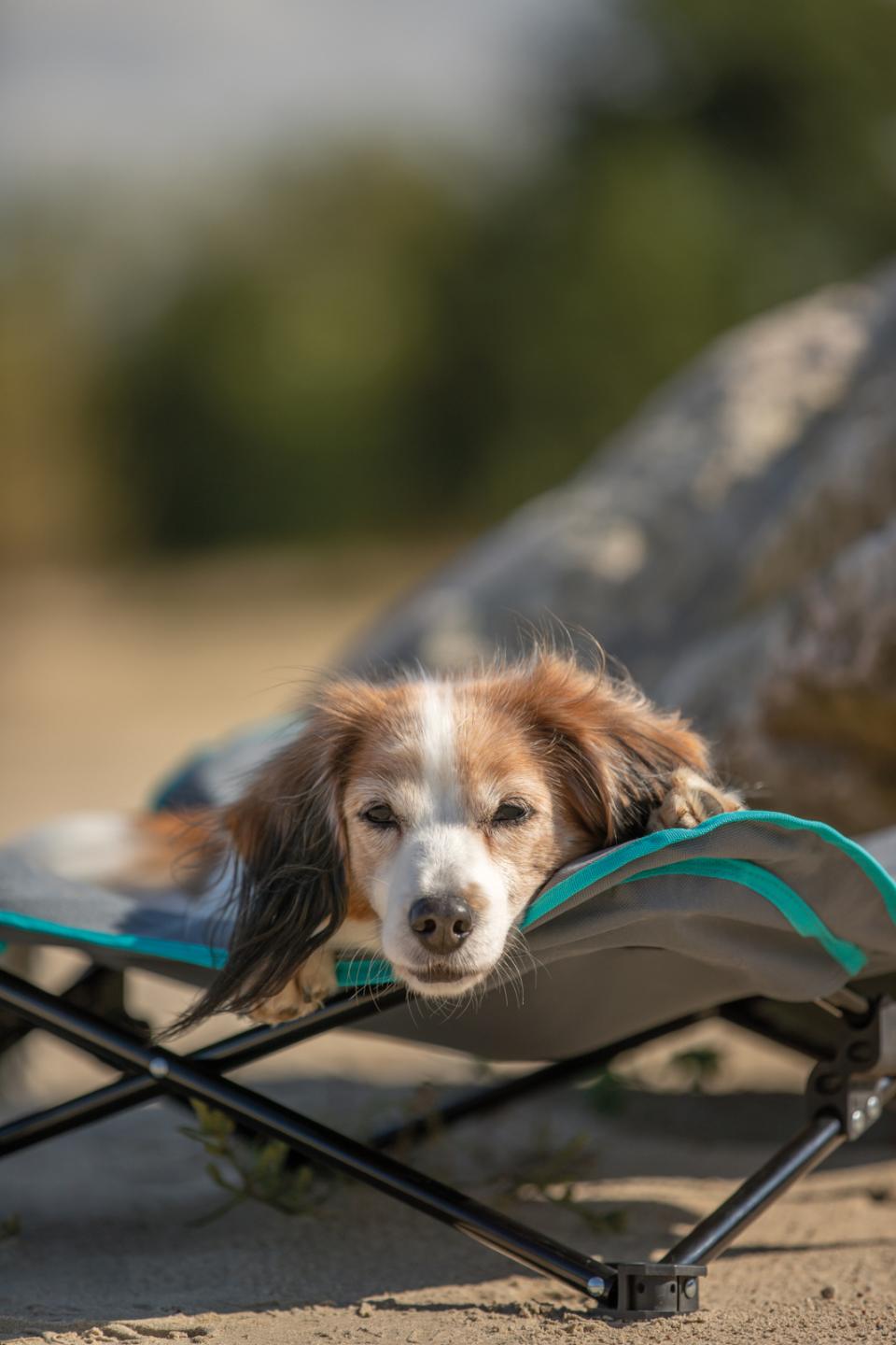 Campingseng til hunde