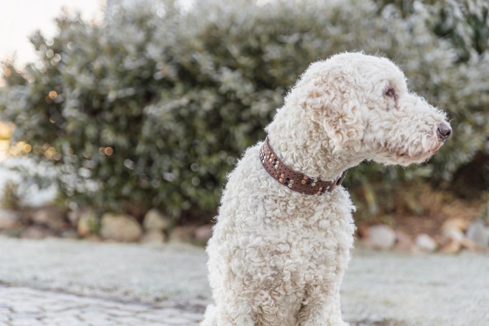 Trixie Rustic Fedt læder halsbånd Rivets, ekstra bred