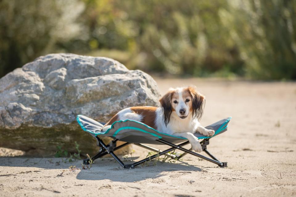 Campingseng til hunde