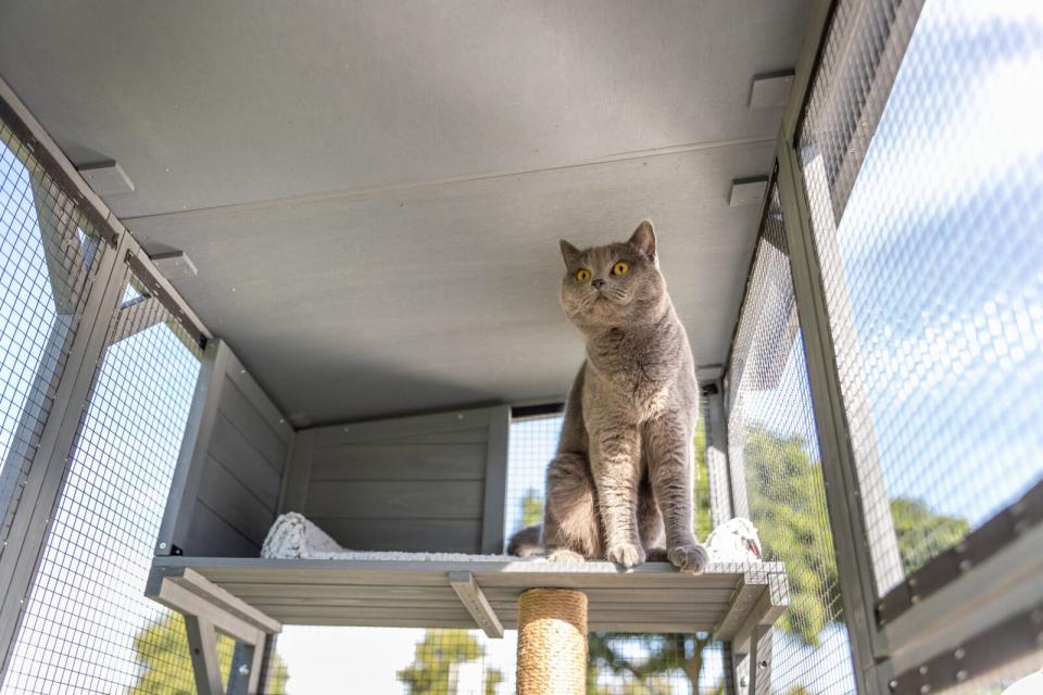 Trixie Udendørs løbegård til katte