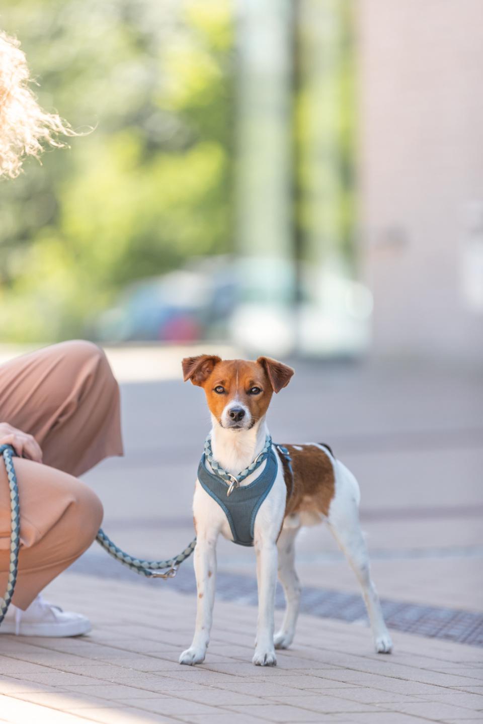 Trixie Premium Active hundesele