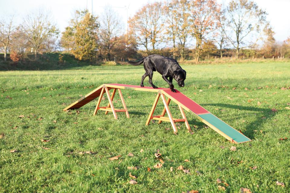 Dog Activity Agility Bro