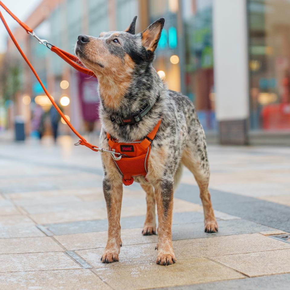 Halti No Pull hundesele