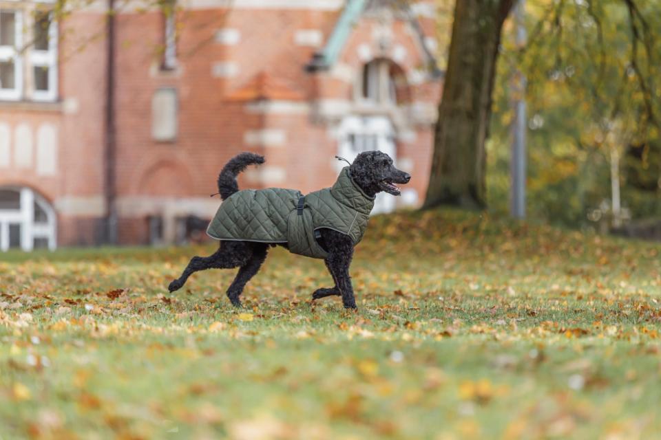 Trixie Minot hundefrakke