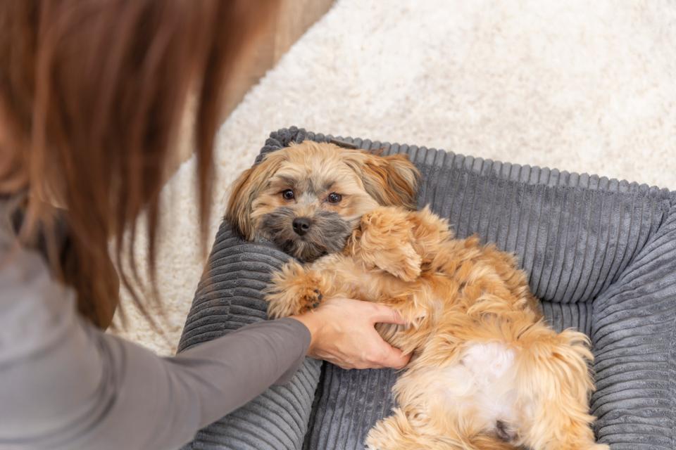 Trixie Jonna vital hundeseng