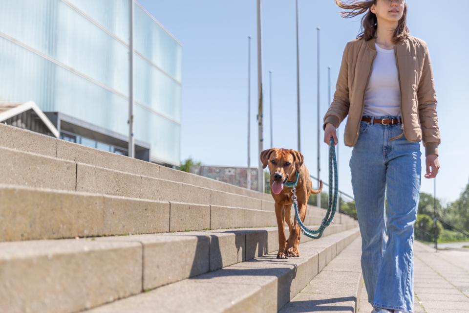 Premium halsbånd med neopren polstring, ekstra bred