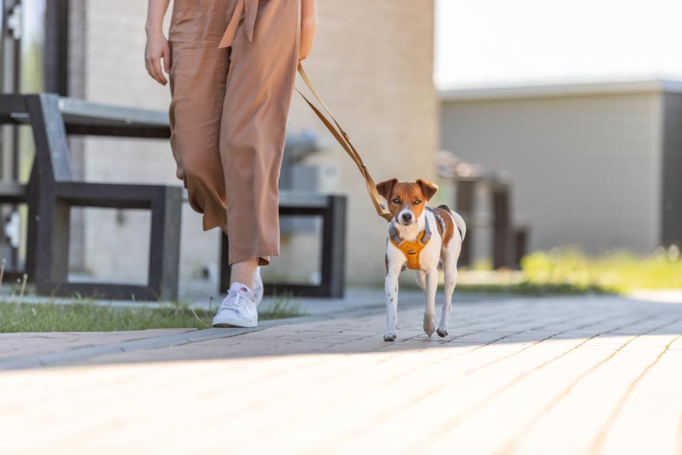 Trixie Premium justerbar line