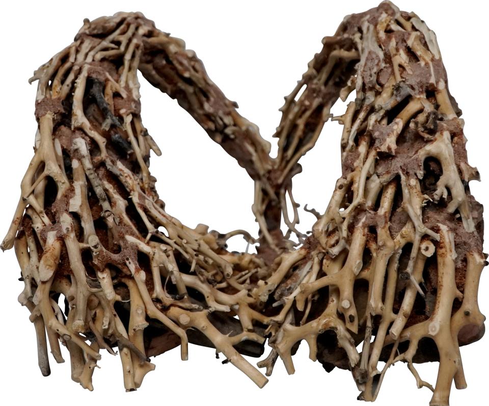 Trærødder, Golden Arc