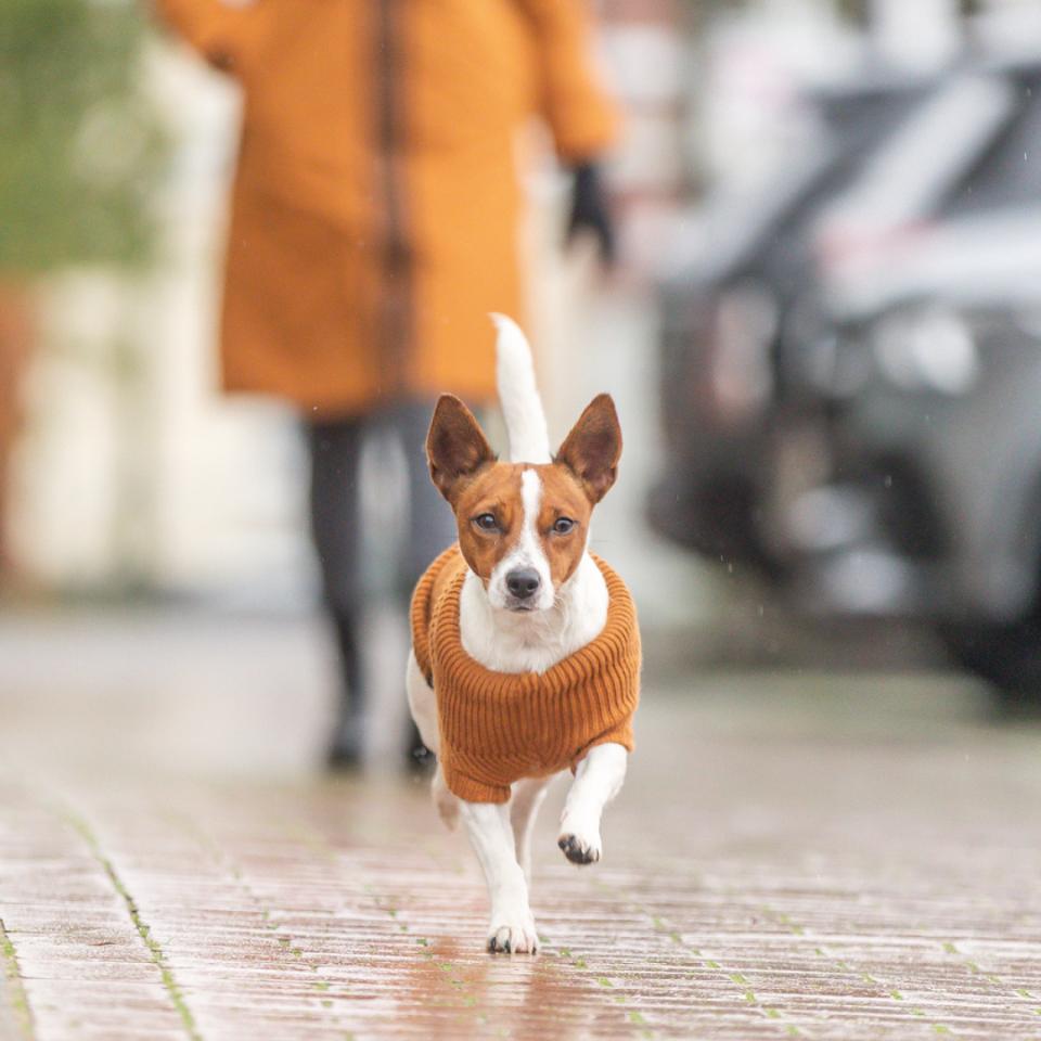 Trixie CityStyle Berlin pullover