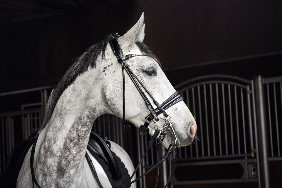 CATAGO Santo rund genähte Kandare