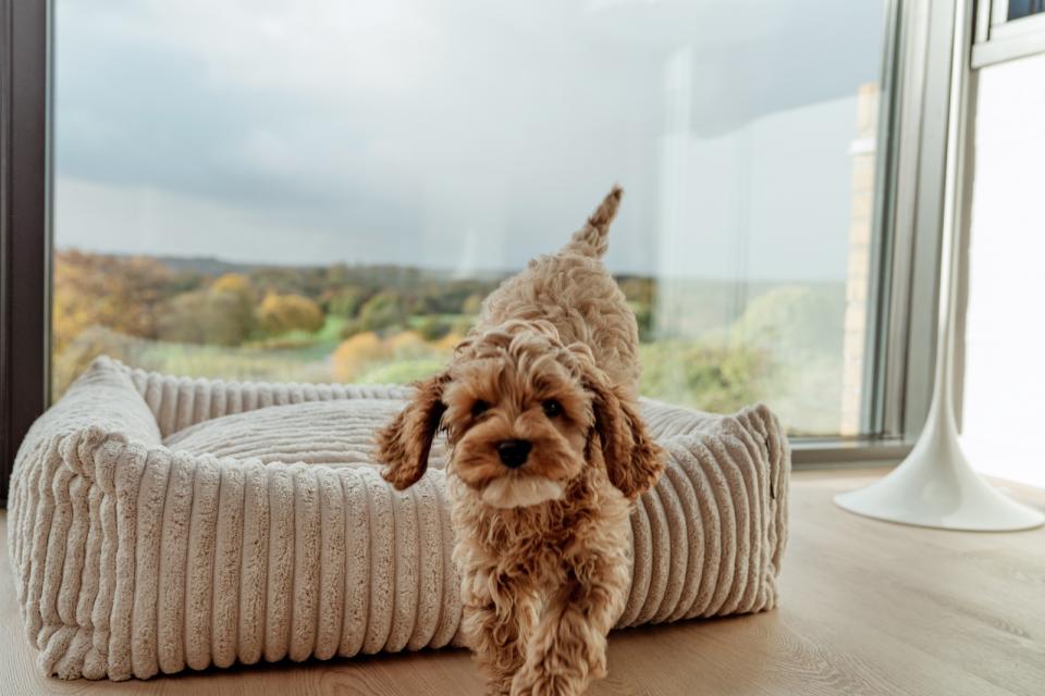 Companion Cocoon Anders hundeseng