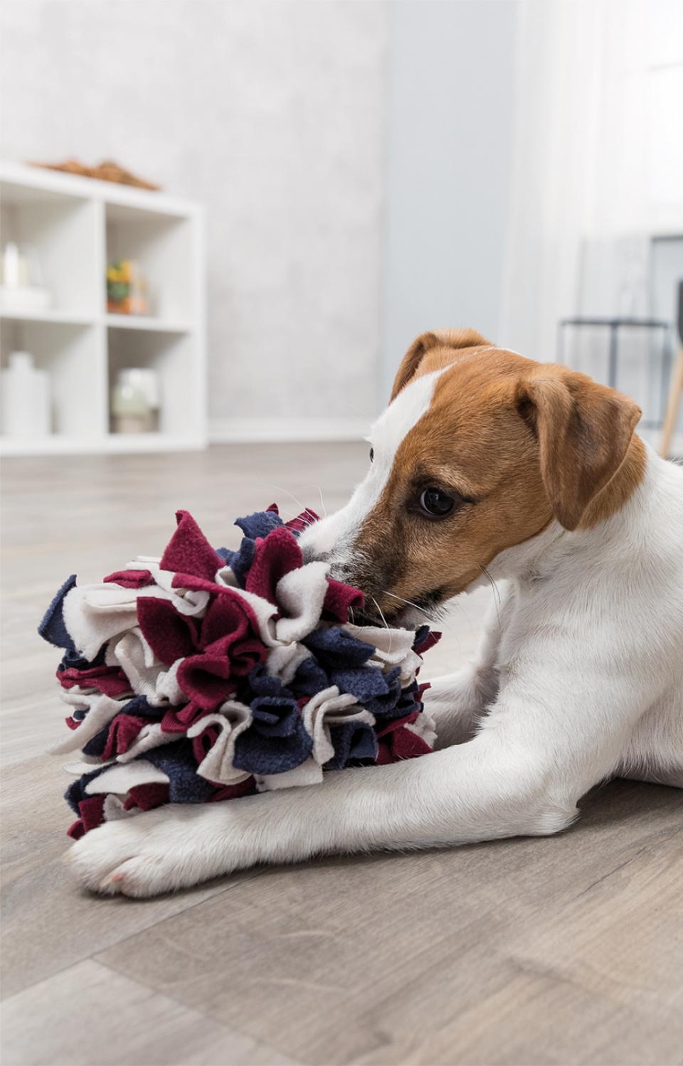 Dog activity snuse bold