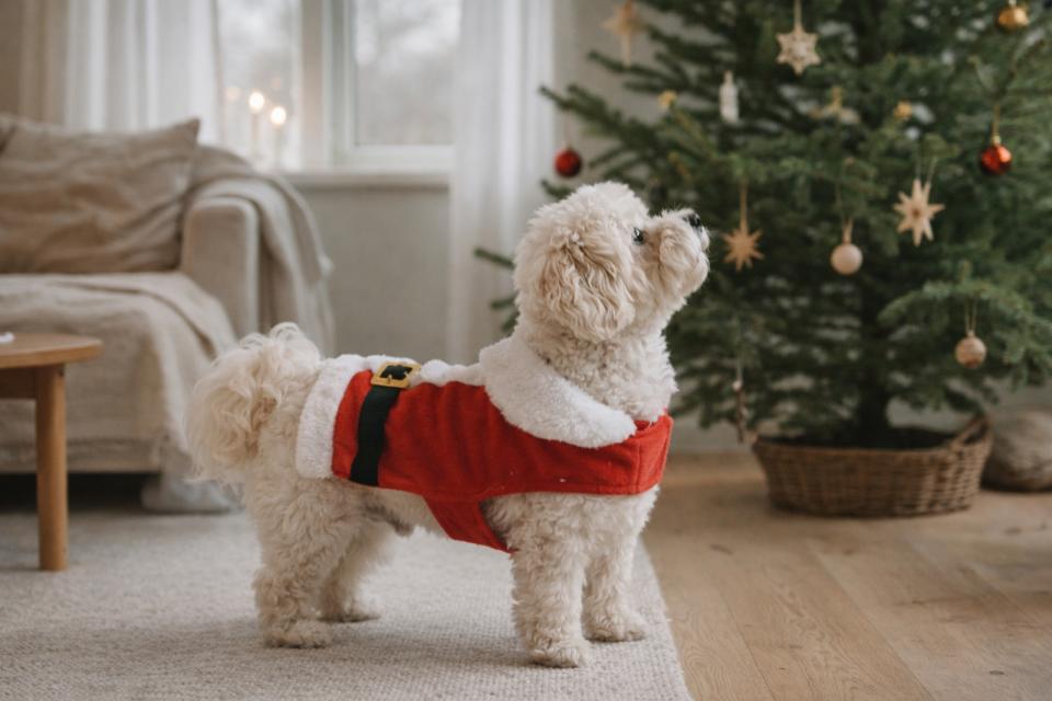 Companion Xmas tomtefilt för hundar