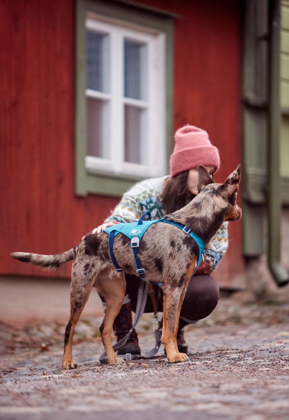 Hurtta Safeguard ECO harness