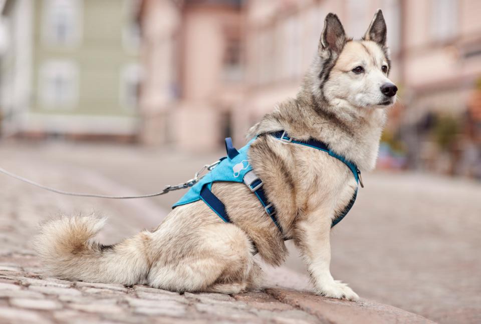 Hurtta Safeguard ECO harness