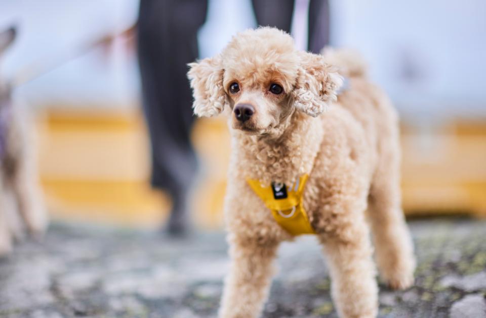 Hurtta Seeker hundesele