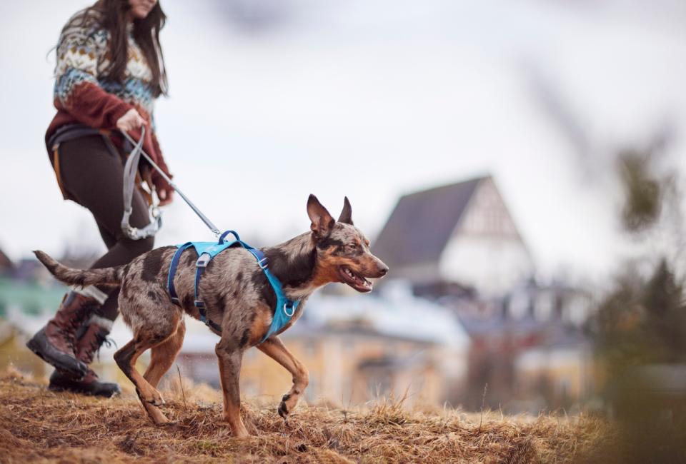 Hurtta Safeguard ECO harness