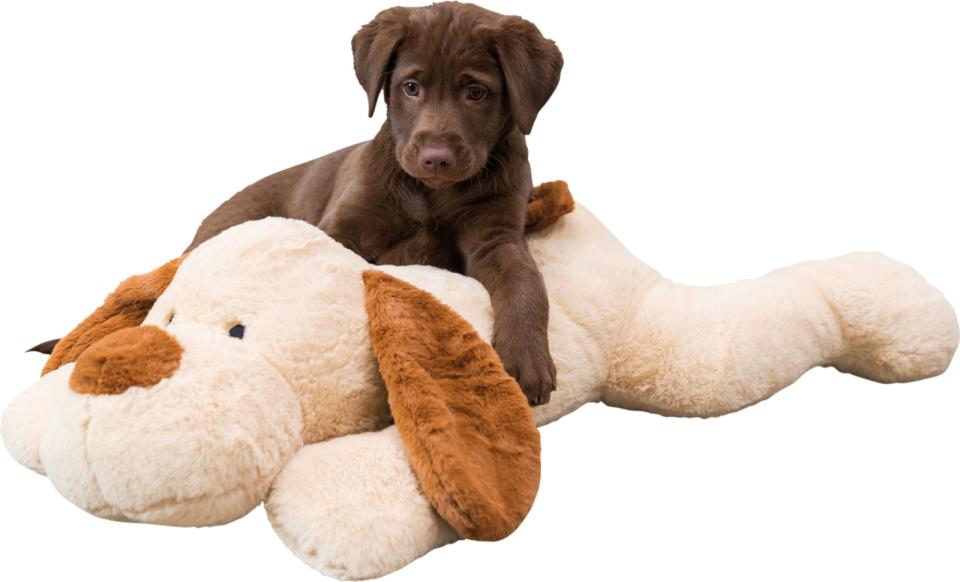 Benny cuddle dog, plush