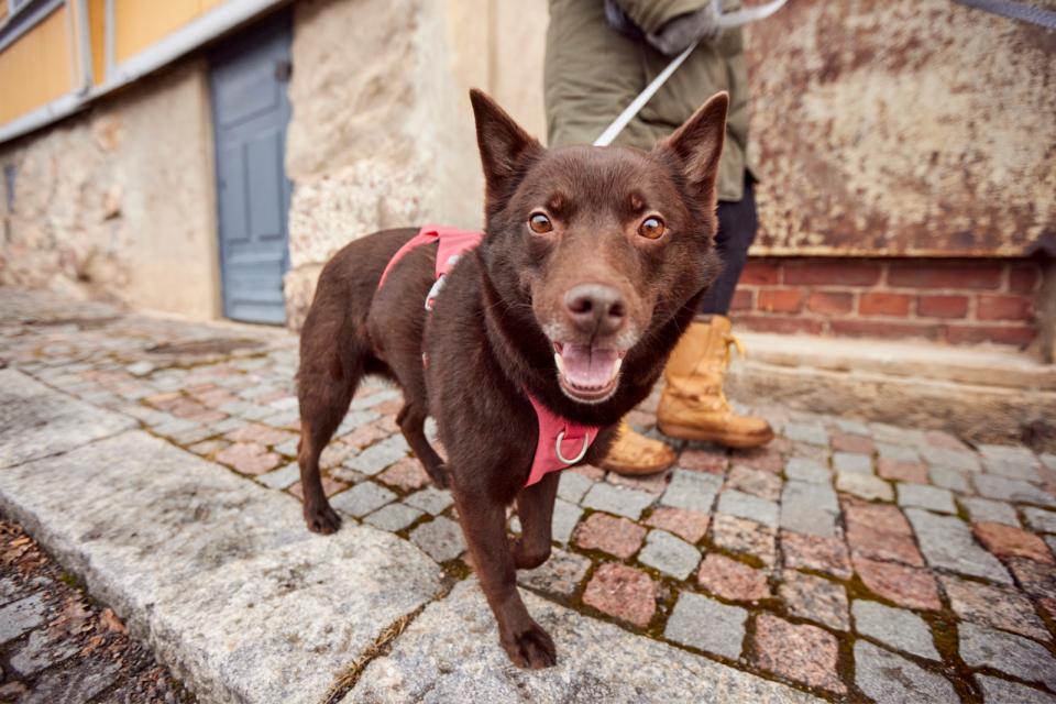 Hurtta Safeguard ECO harness